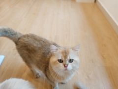 -有喵·猫咖·狗咖·30几只猫10只小狗(岗厦店)