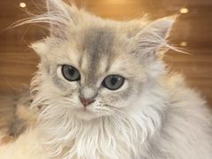 -猫十亿·布偶金渐层·曼基康矮脚猫舍(青年路店)
