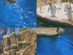 -香港海洋公园