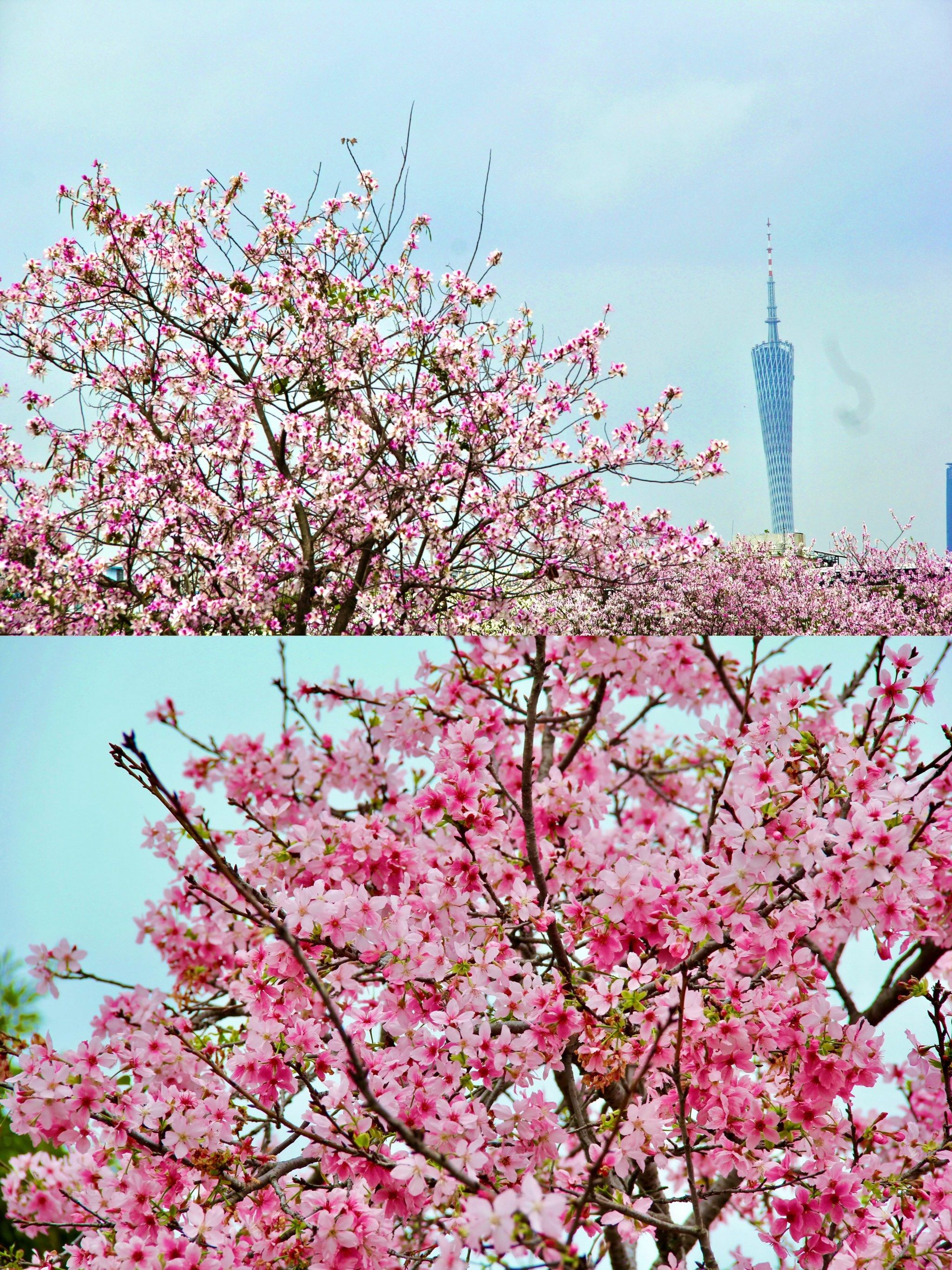 海珠湿地樱花季打卡攻略💯