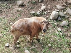 -青峰峡国家森林公园