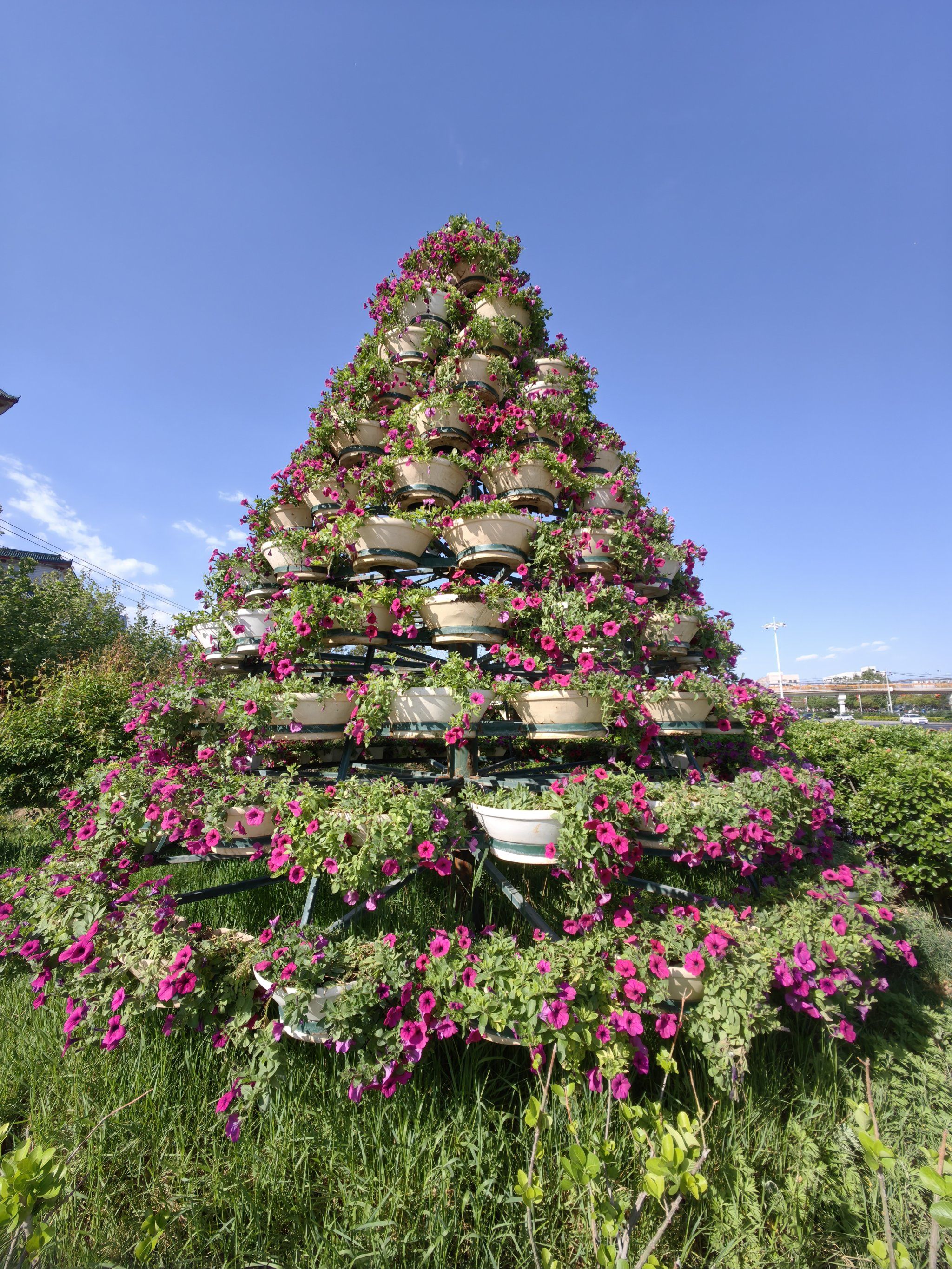 花坛没多惊艳但是有够大啊