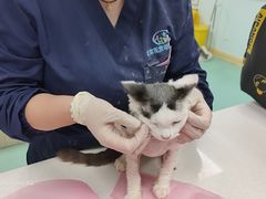 -北京观赏动物医院·24小时大型综合·猫专科·异宠专科