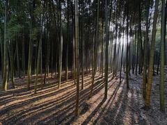 -杭州植物园