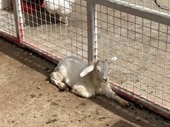 -J Create城市露营咖啡·简餐·宠物(上海动物园店)