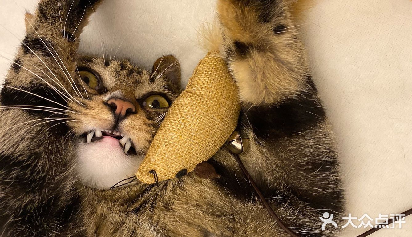 收养的流浪猫，真是越来越可爱，越看越好看