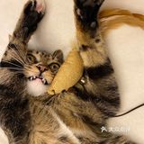 收养的流浪猫，真是越来越可爱，越看越好看