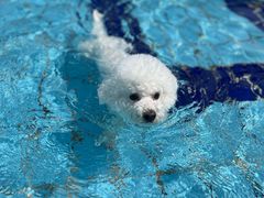 -趣玩宠物乐园寄养训犬训狗游泳池