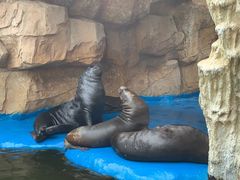 -华夏文旅海洋公园