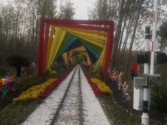 -合肥滨湖国家森林公园