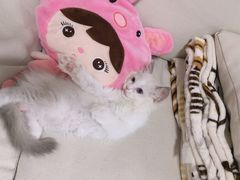 -瑞派名望志远动物医院·猫科·內科·异宠专科(直港大道店)