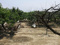 -樂桃源奉贤黄桃种植采摘基地