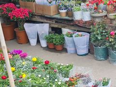 -金陵花卉交易市场