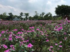 -广东花都香草世界旅游度假区