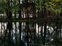 -上海共青森林公园