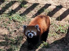 -石家庄市动物园