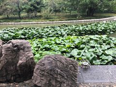 -洛阳市隋唐城遗址植物园