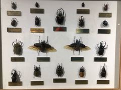 -上海昆虫博物馆