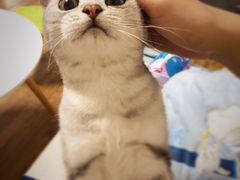 -东方名猫馆·英短金渐层布偶猫舍(环线广场1号楼店)