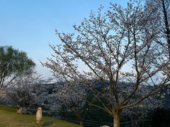 -羊山湖公园