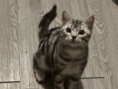 -瑞派福兴宠物医院犬猫全科·骨科·中西医结合(河东店)