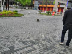 -高旻寺
