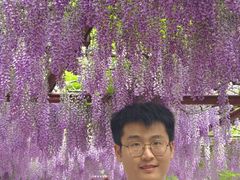 -嘉定紫藤园