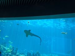 -海棠湾洲际-涛·海底餐厅·美人鱼·自助餐·海底隧道
