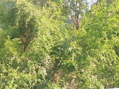 景点-黑河国家森林公园