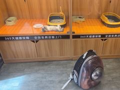 -欣宠猫屋·矮脚拿破仑·蓝金金渐层