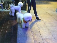 -喜茶(广州番禺奥园广场店)