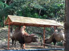 -大连森林动物园