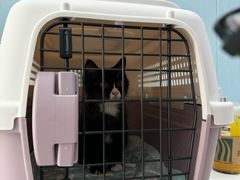 -纳吉亚猫专科动物诊疗中心(蒋宅口分院)