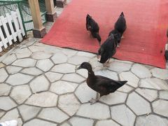 -南宫五洲植物乐园