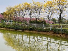 -天适樱花悠乐园