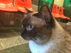 -猫咪博物馆(顶澳仔猫街店)