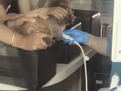 -艾贝尔宠物医院·24H转诊中心·肿瘤猫专科(江宁双龙店)