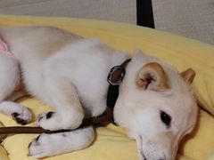 -逗柴咖啡屋·狗咖猫咖宠物桌游