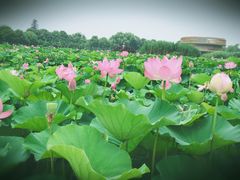 -荷塘月色湿地公园·向阳花洲