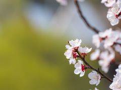 -九如山休闲旅游度假区