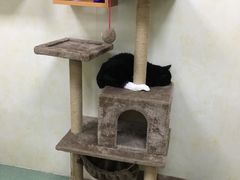 -康乐宝动物医院