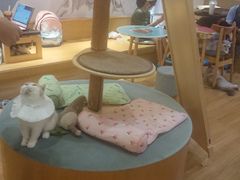 -滚猫咖啡·猫咖·猫友好撸猫(未来城店)