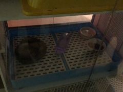 -雨林宠物医院 非犬猫异宠专科