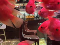 -火舞铁板烧(龙岗中心城店)