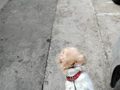 -东方动物医院·宠保定点·骨科·转诊中心(春城路·昆明站分院)