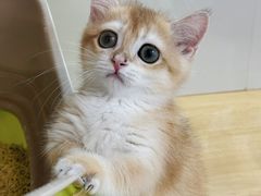 -青奢宠物·青奢猫舍