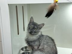 -青奢宠物·青奢猫舍