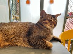 -喵屿·大理花园猫咖