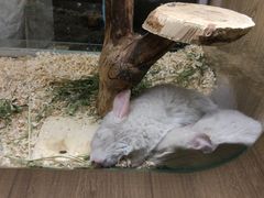 -藦茜花园宠物主题亲子互动体验馆(国顺东路店)