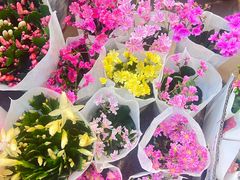 -双季花艺园艺市场(浦东店)
